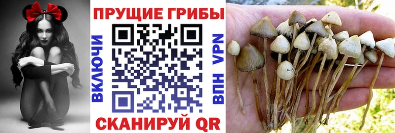 Псилоцибиновые грибы Cubensis Ярославль